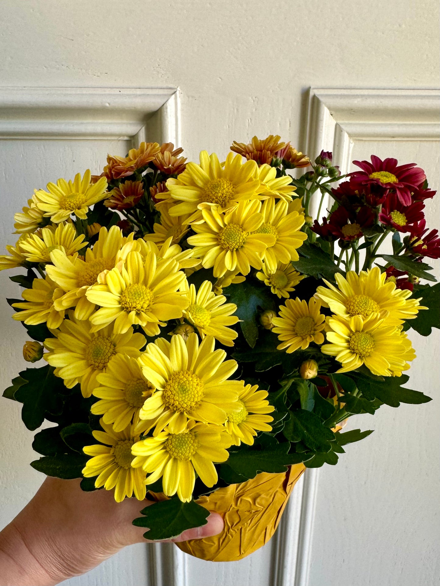 Potted Fall Mum