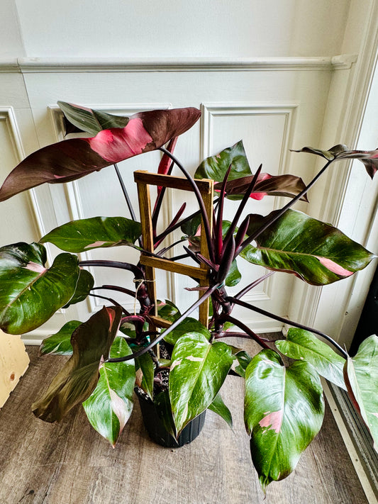 Philodendron Pink Princess Trellis