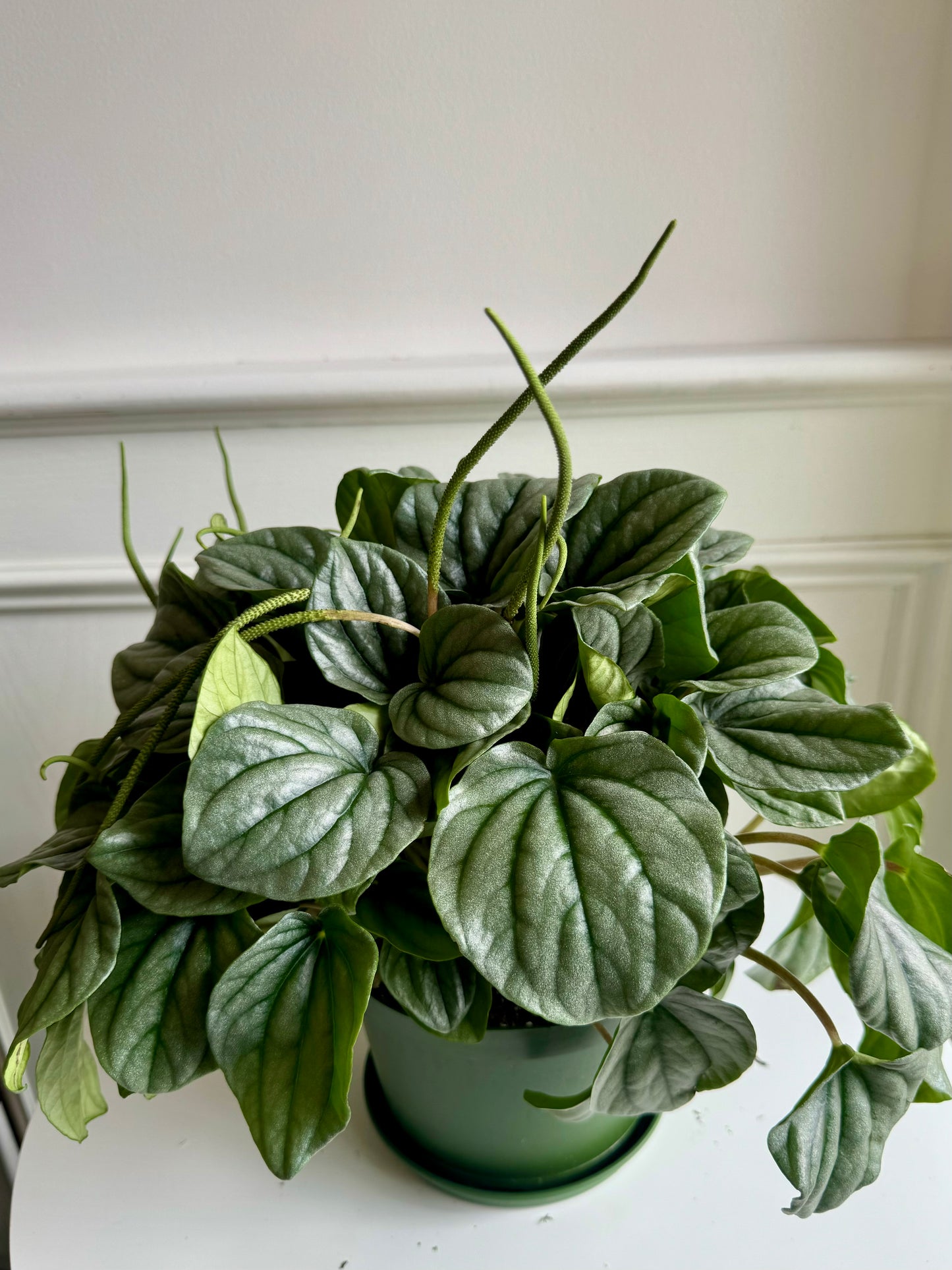 Peperomia Obtusifolia Hanging Basket