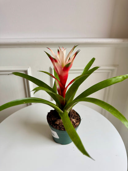 Bromeliad