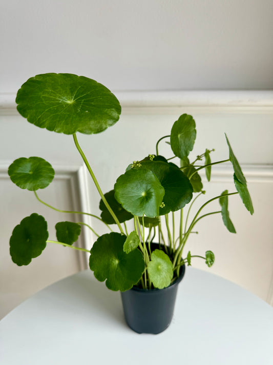 Marsh Pennywort