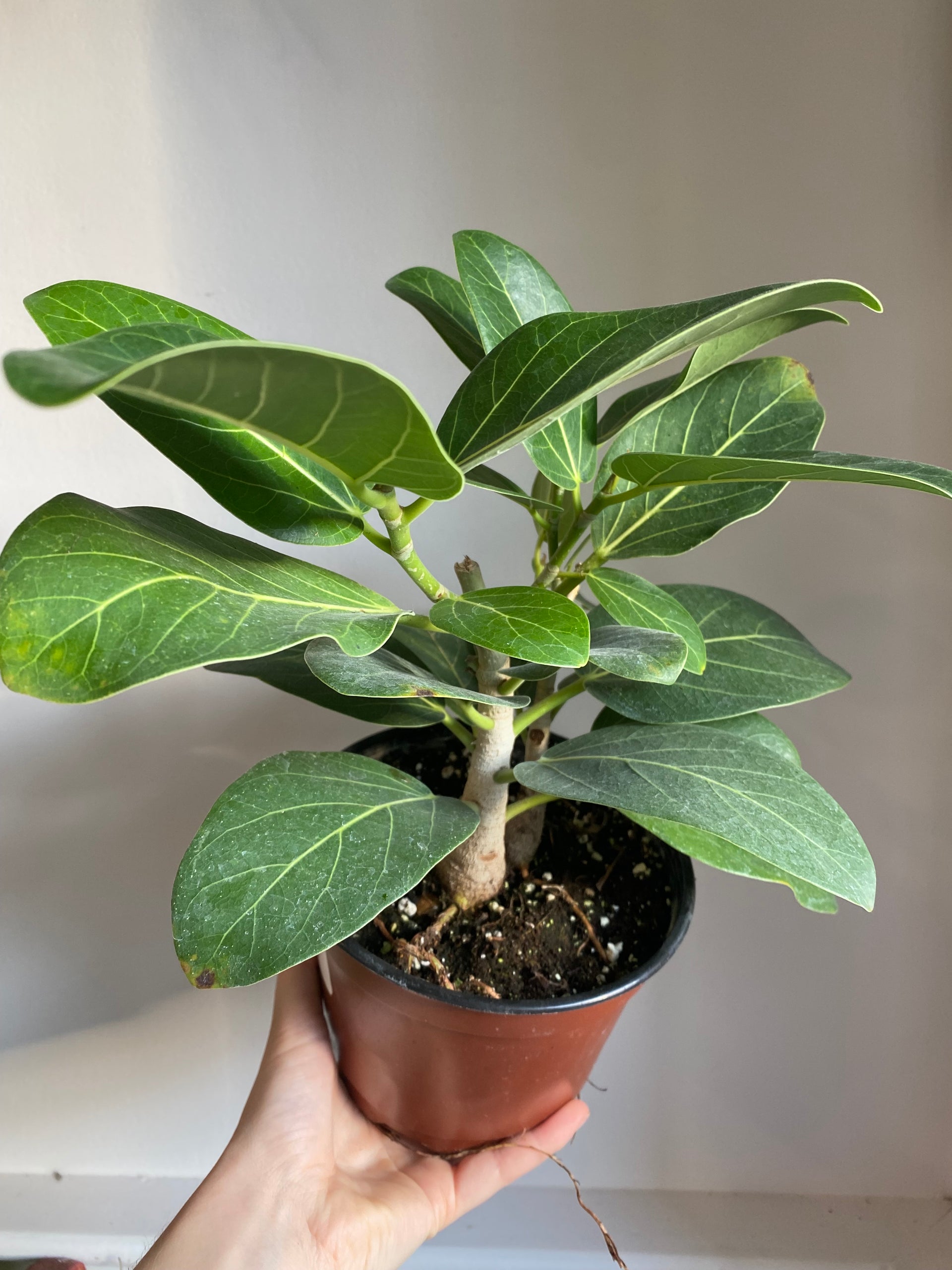 ficus audrey montreal Ficus Audrey – Thorn & Petal Florist