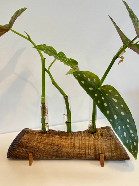 Walnut Propagation Stand