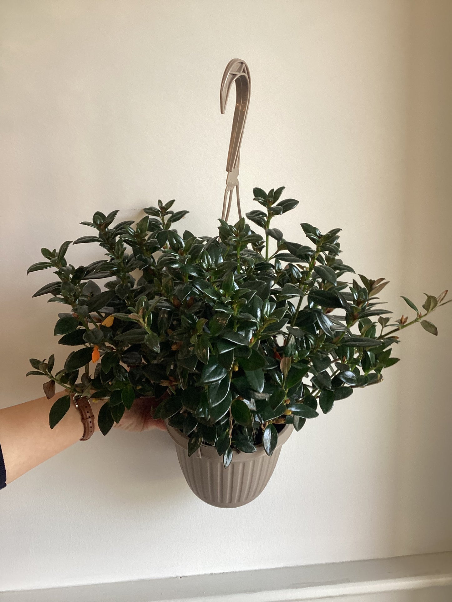 Goldfish Plant