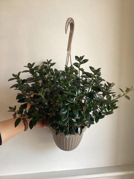 Goldfish Plant