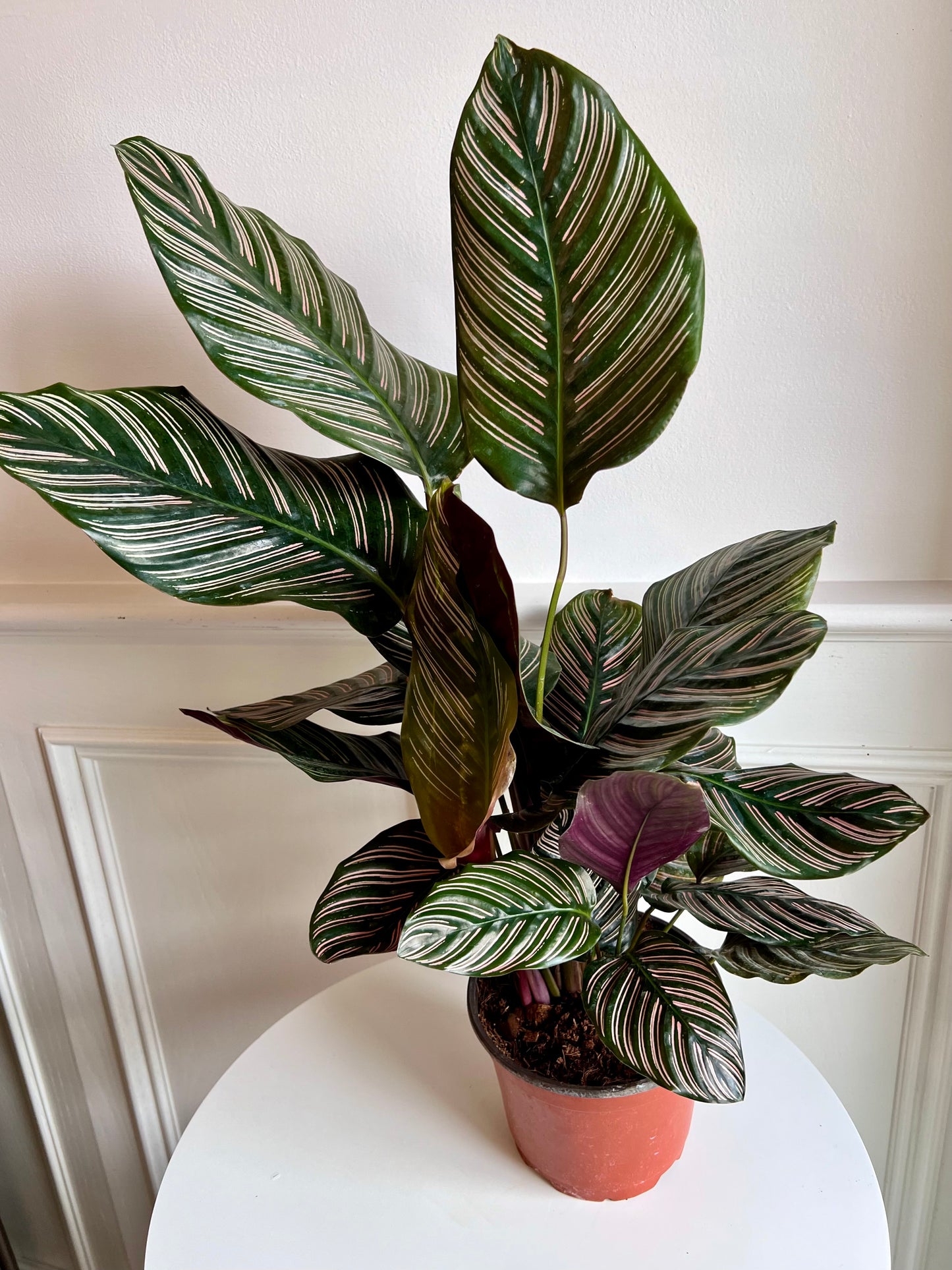 Calathea Hybrid