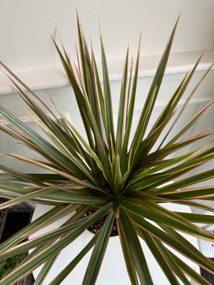 Dracaena Marginata Magenta Bush