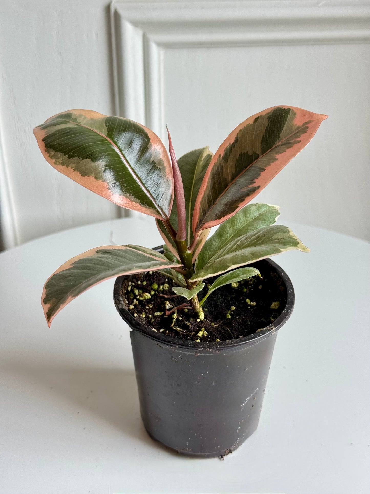 Ficus Elastica Tineke