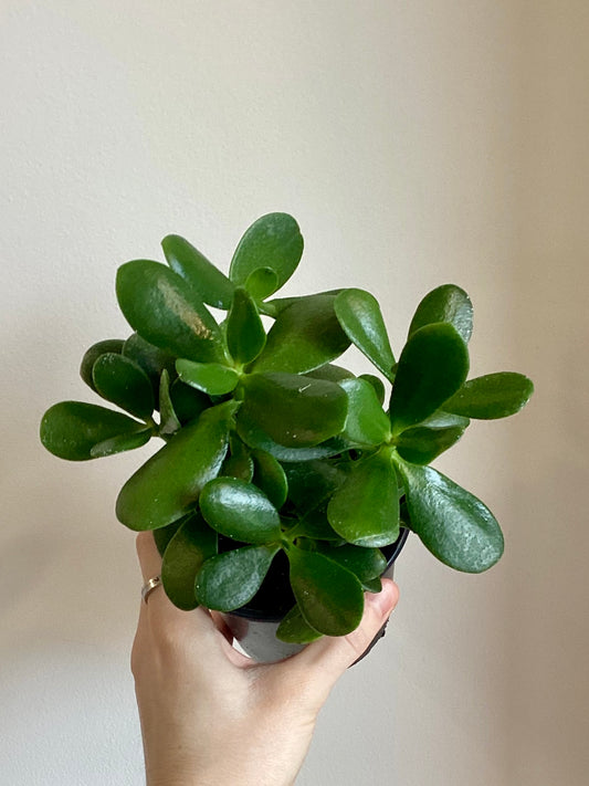 Jade Plant