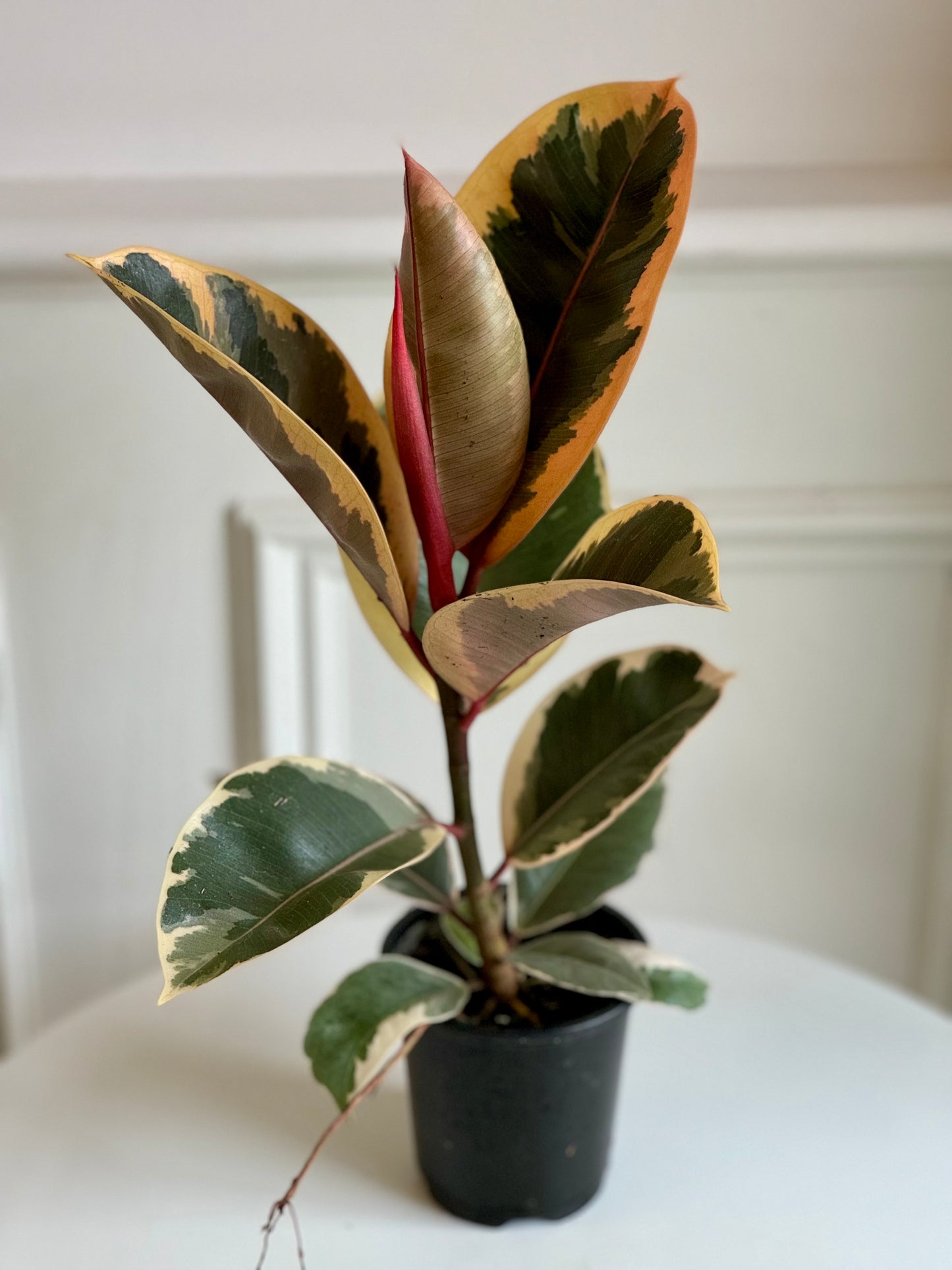 Ficus Tineke Clump