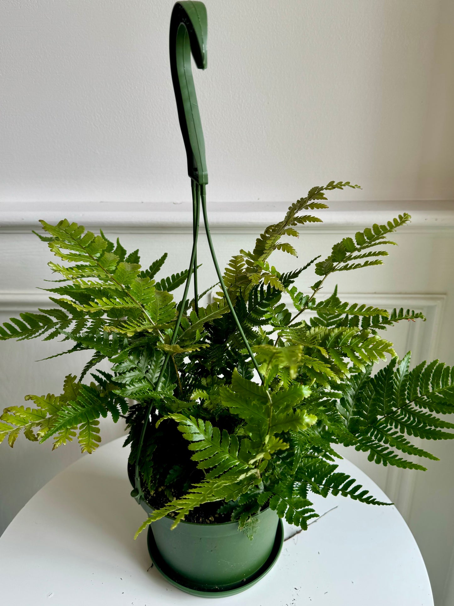 Autumn Fern Hanging Basket