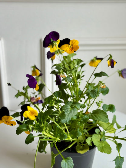 Pansy
