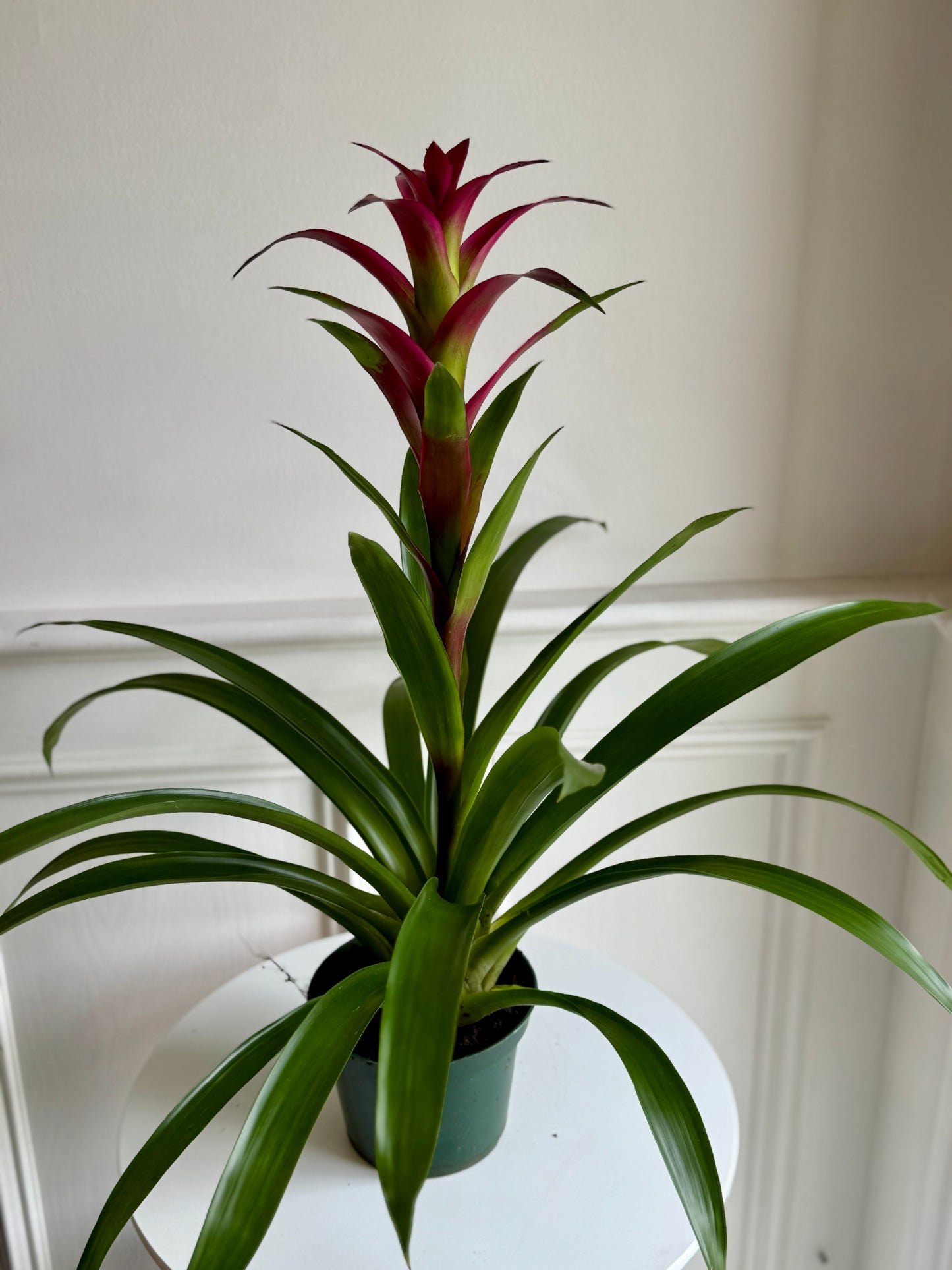 Bromeliad Guzmania