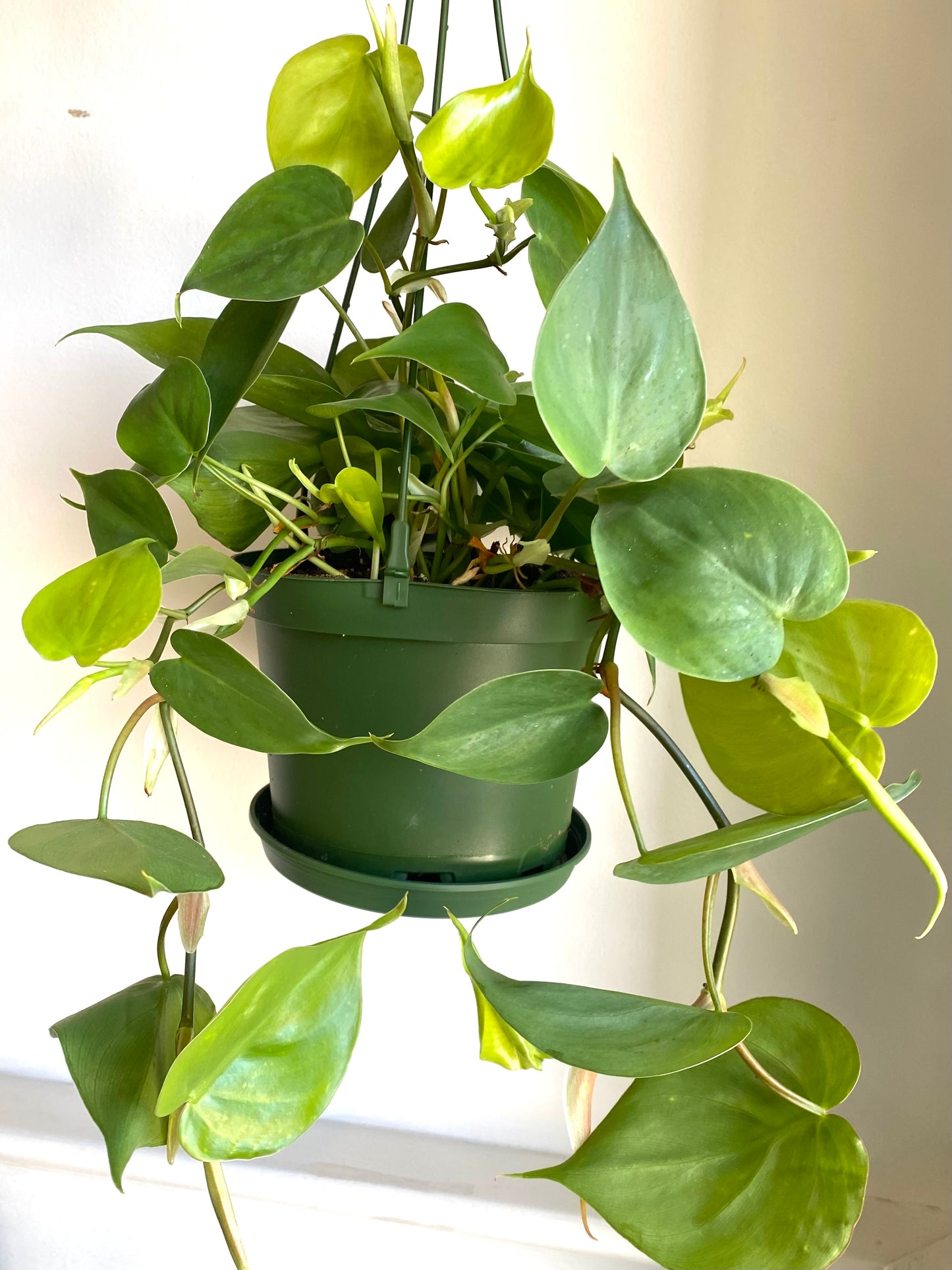 Heart Leaf Philodendron Hanging Basket