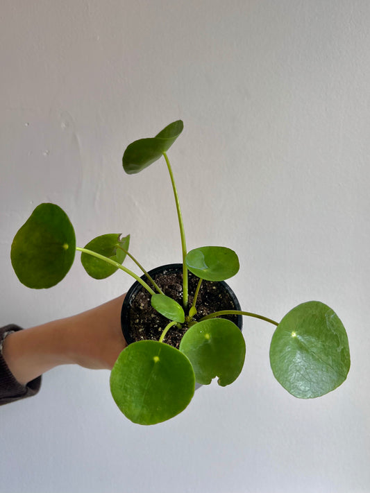 Pilea Peperomiodes