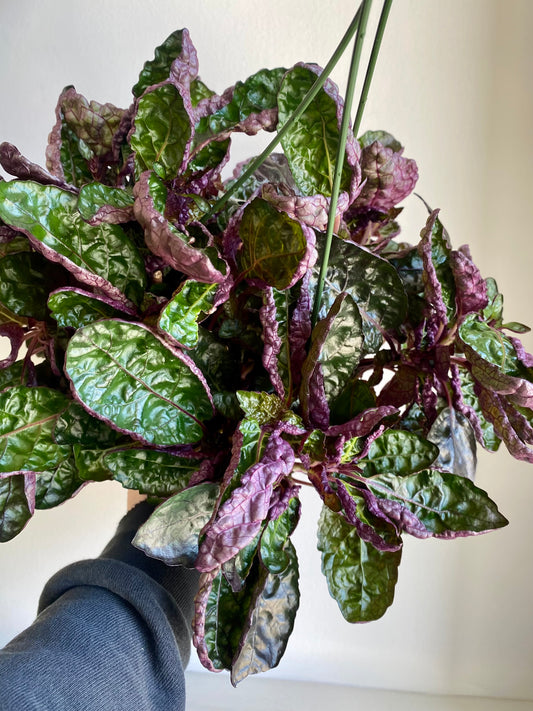 Waffle Plant Hanging Basket