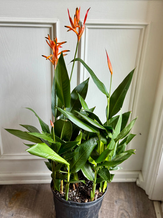 Heliconia (Lobster-Claws)