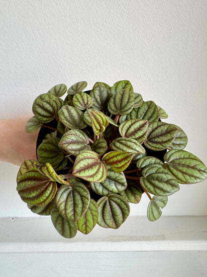 Peperomia