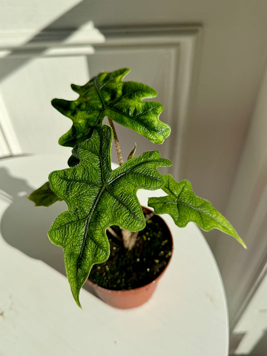 Alocasia Jacklyn