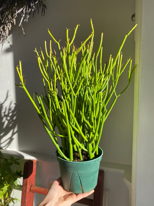 Pencil Cactus