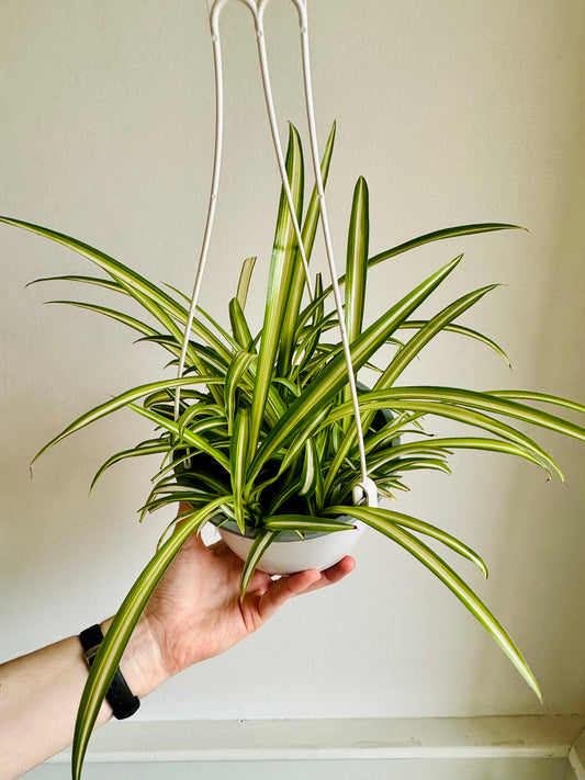 Spider Plant Hanging Basket Veriegated