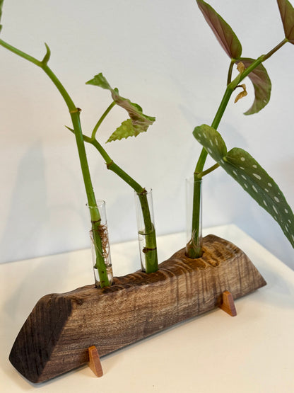 Walnut Propagation Stand