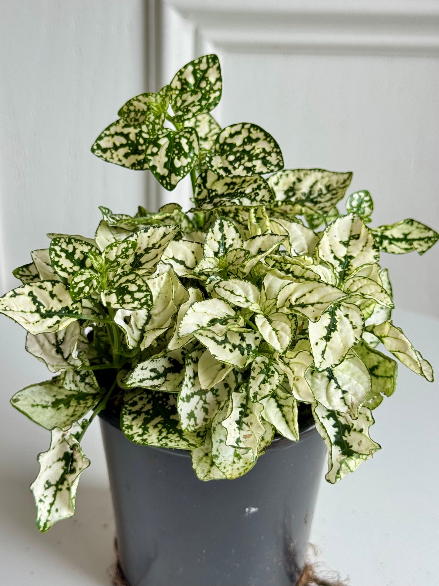 Polka Dot Plant