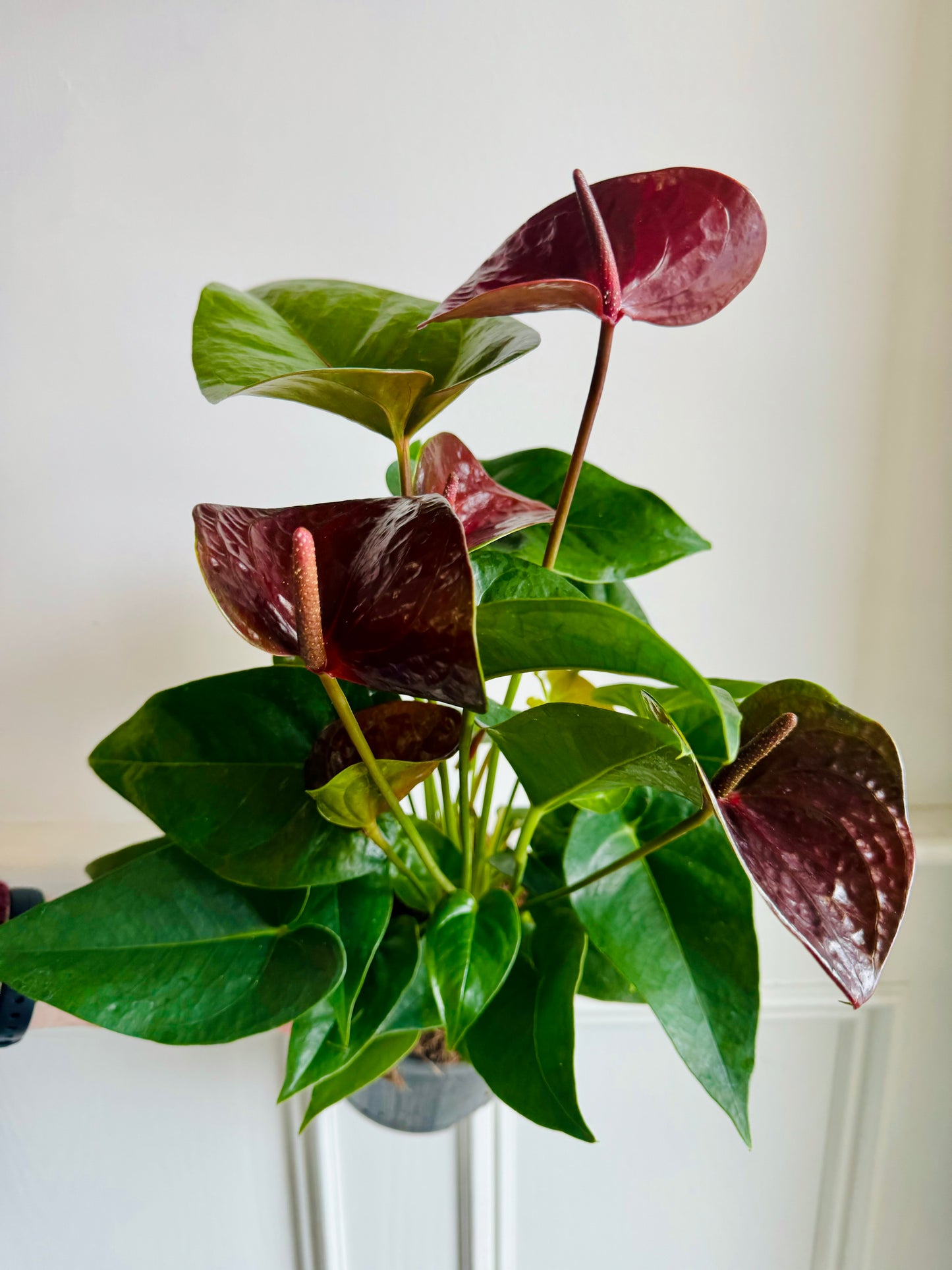 Anthurium