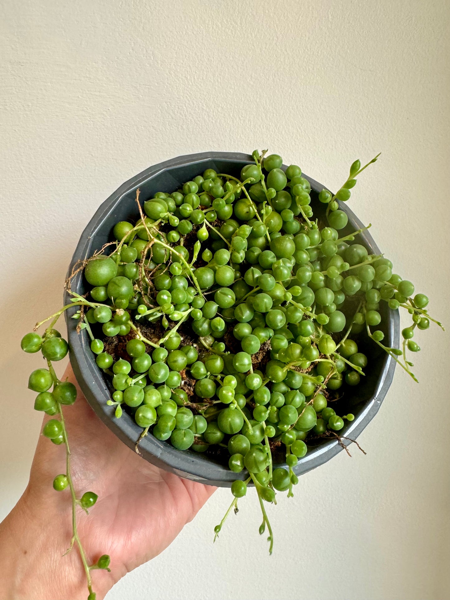 String of Pearls