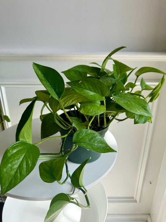 Pothos Jade