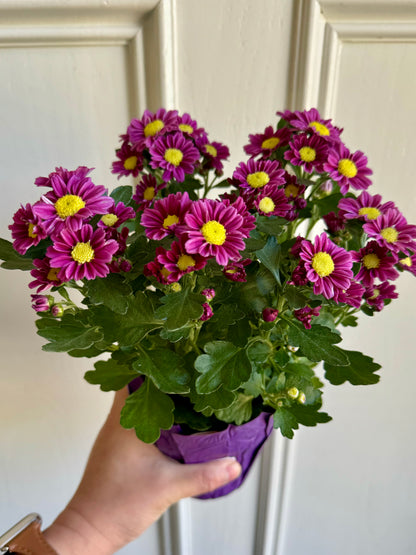 Potted Fall Mum