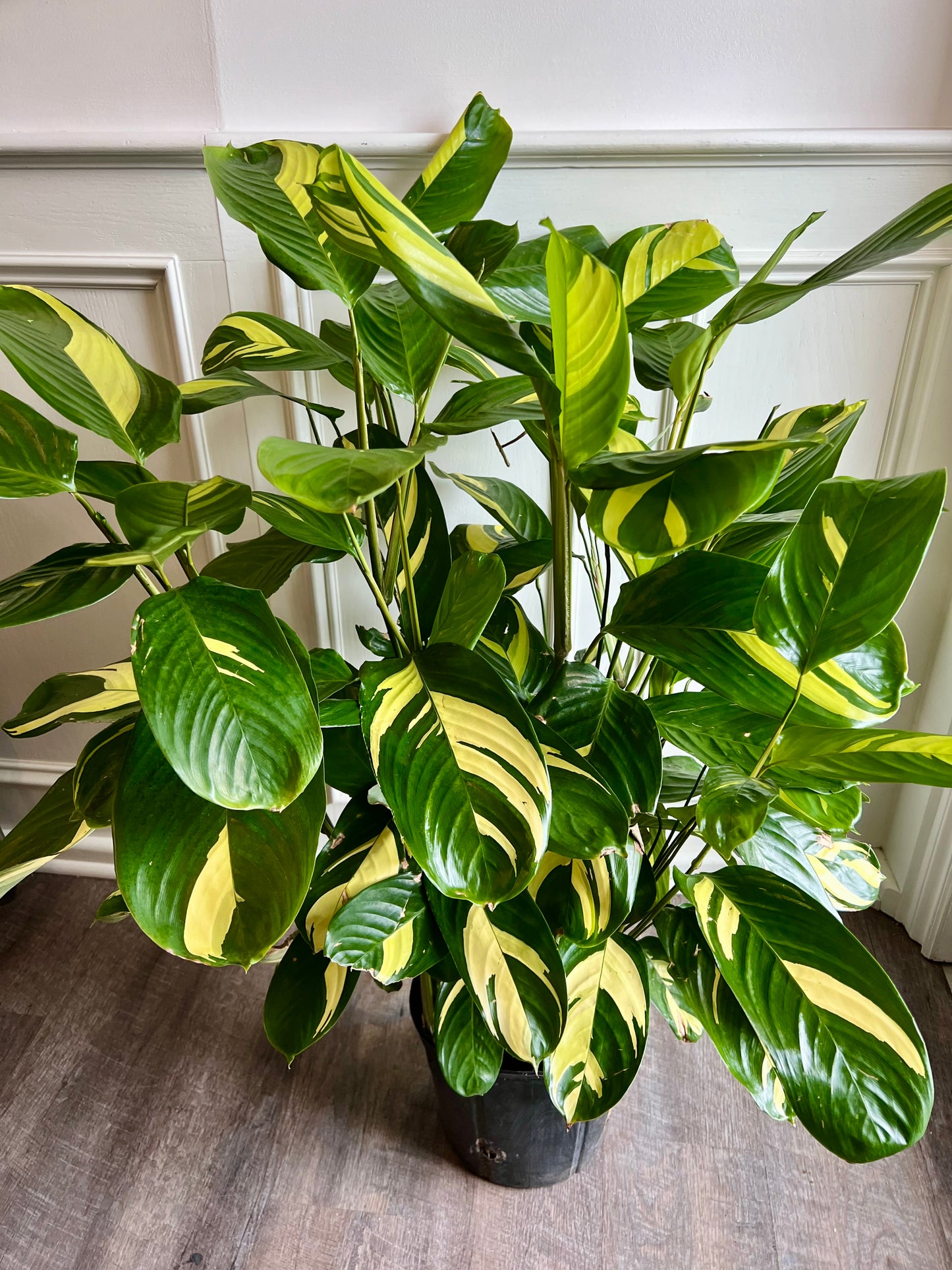 Calathea Lubbersiana