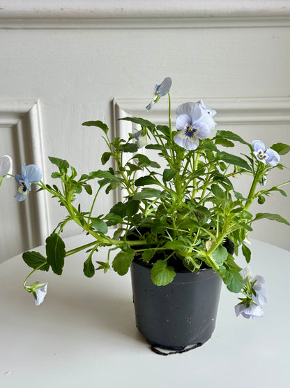 Pansy