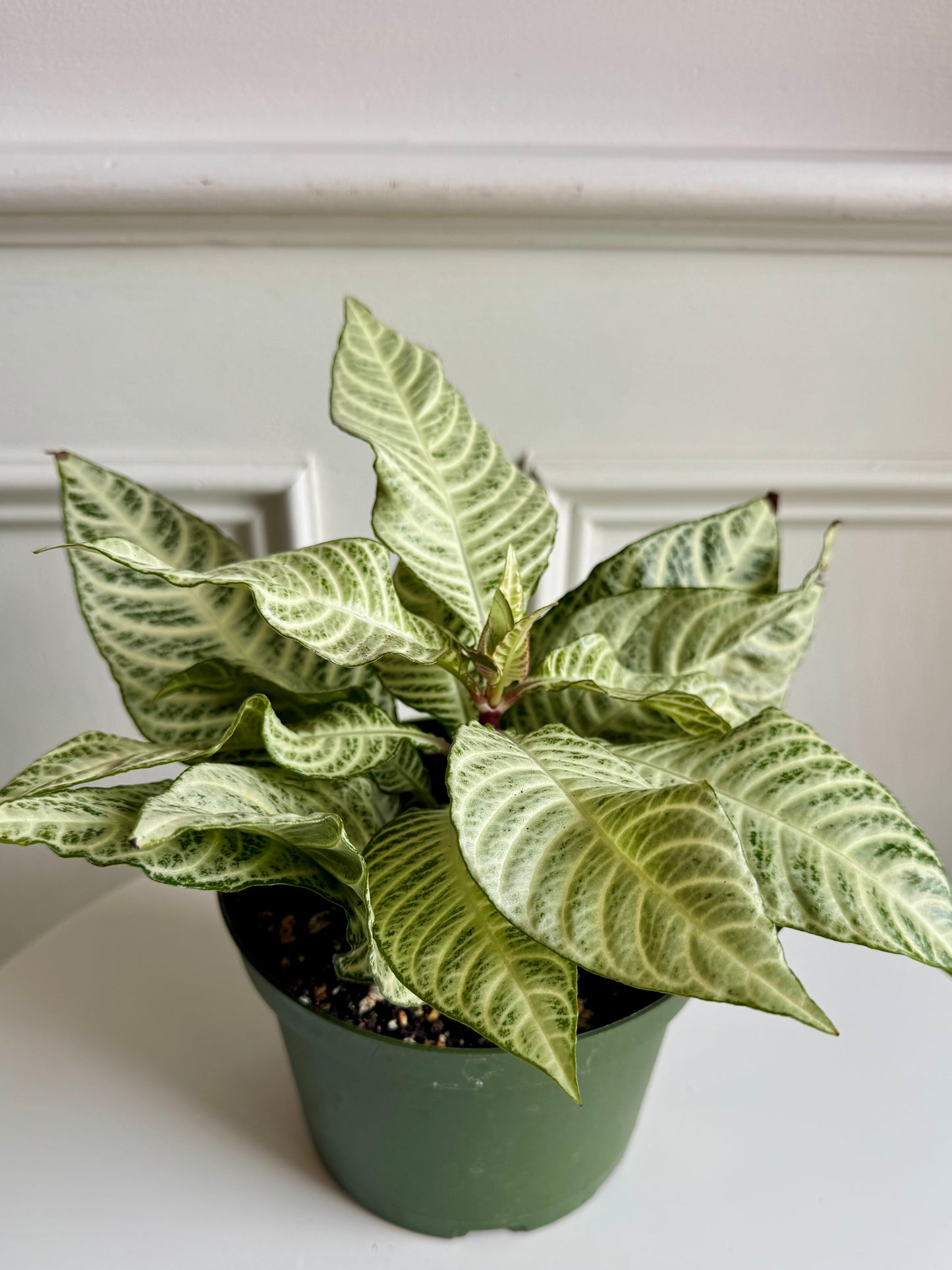 Aphelandra-Zebra Plant