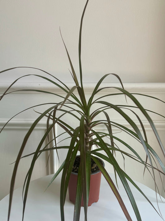 Dracaena Marginata Magenta Bush