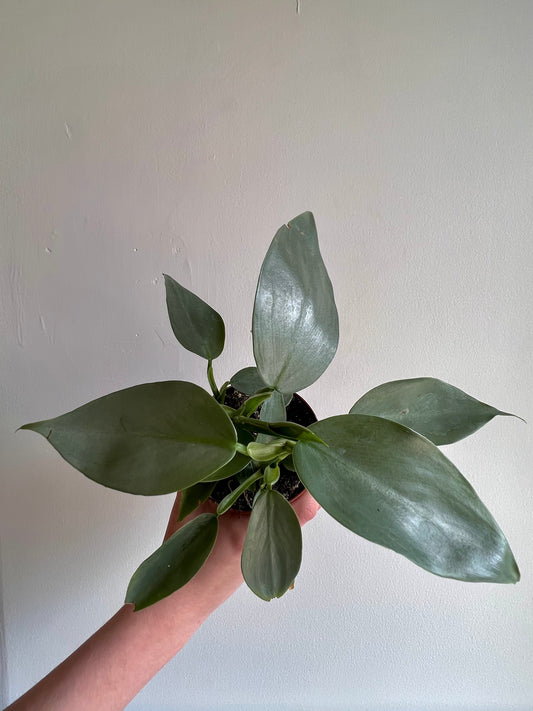 Philodendron Silver Sword