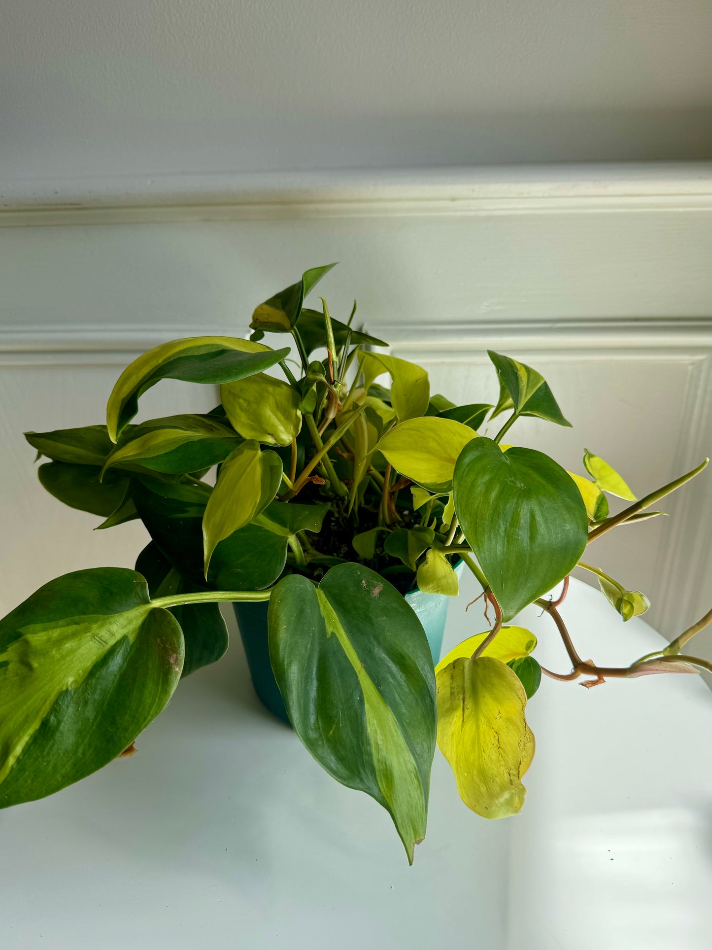 Philodendron Brazil