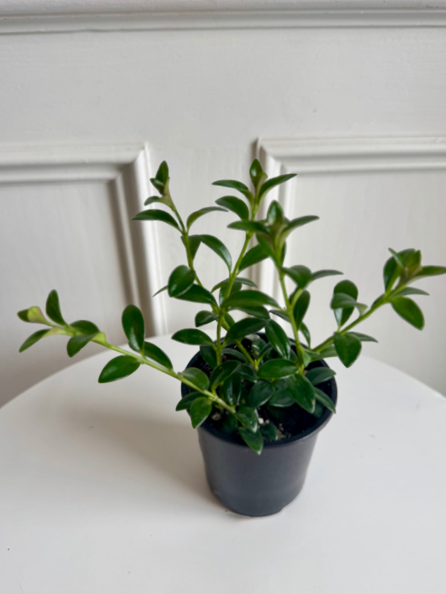 Goldfish Plant