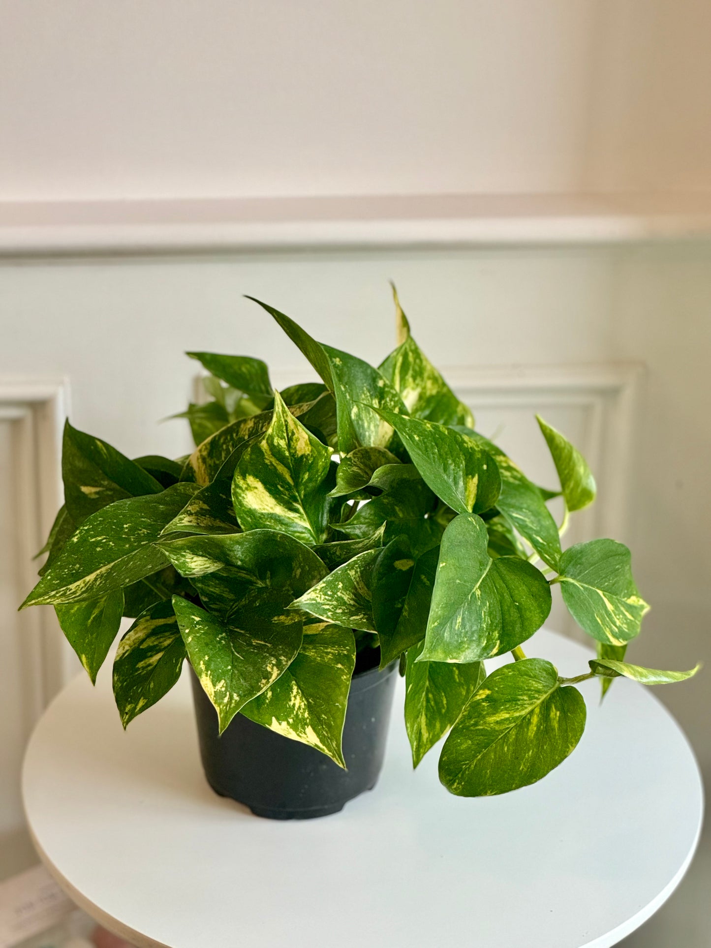 Pothos Golden