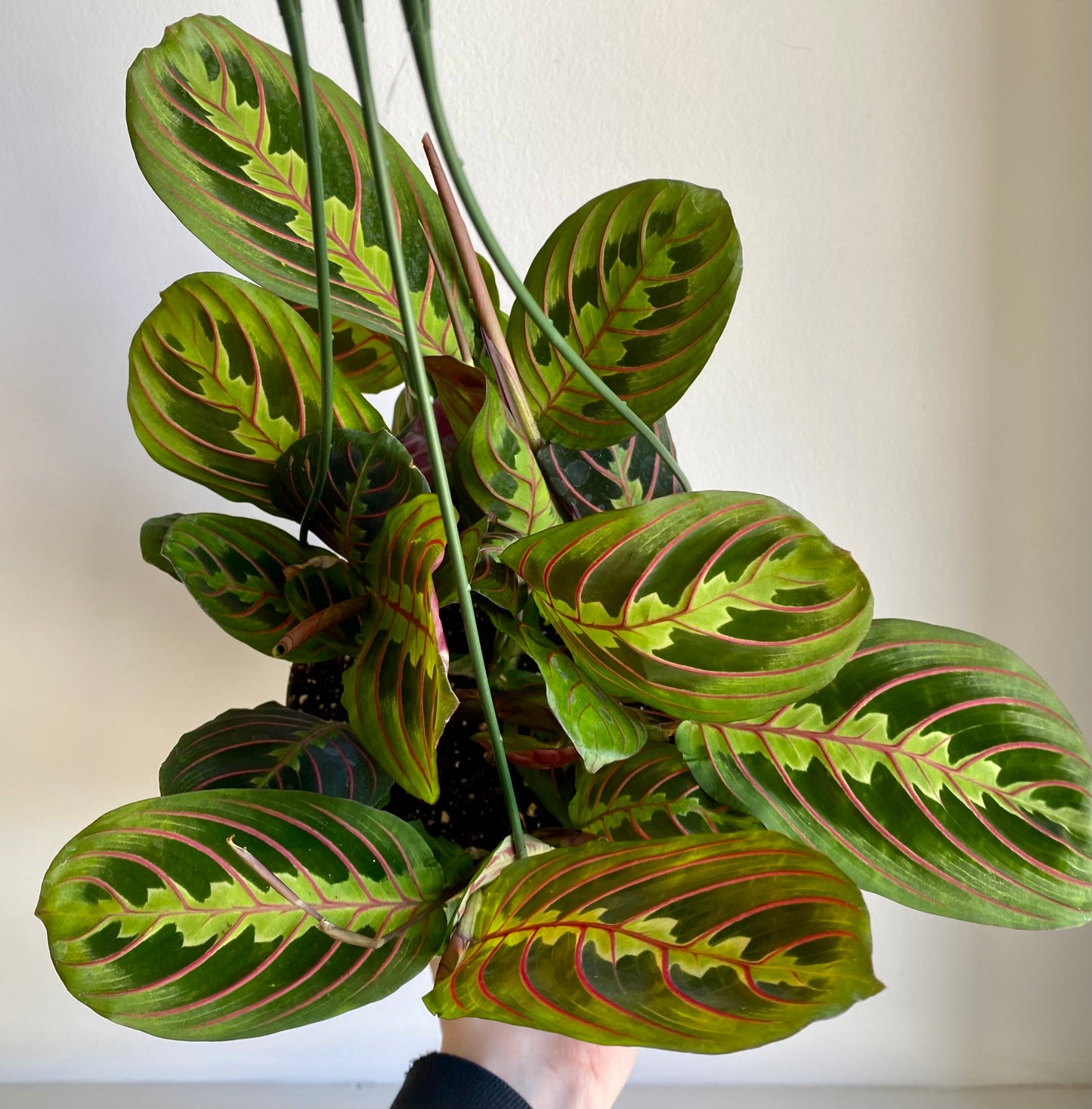 Prayer Plant Hanging Basket