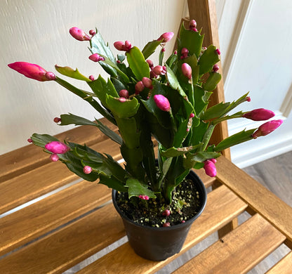 Christmas Cactus