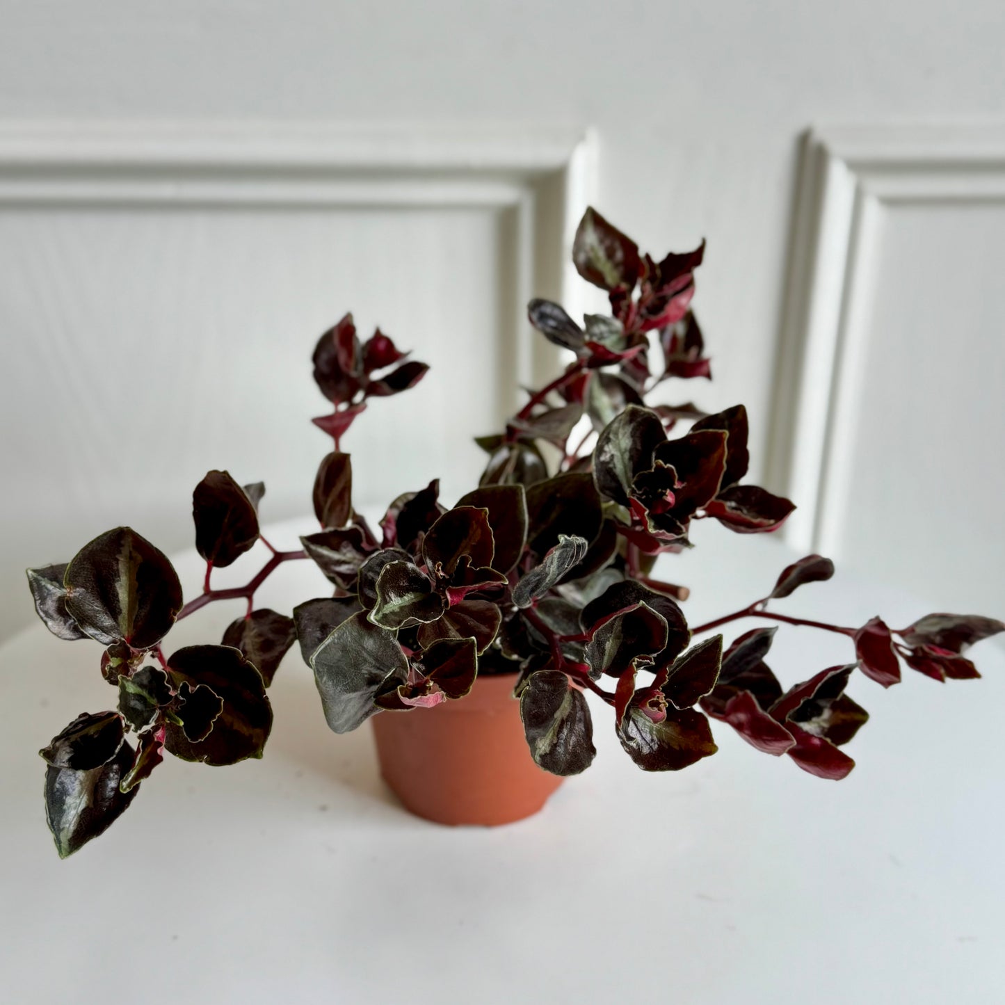 Peperomia