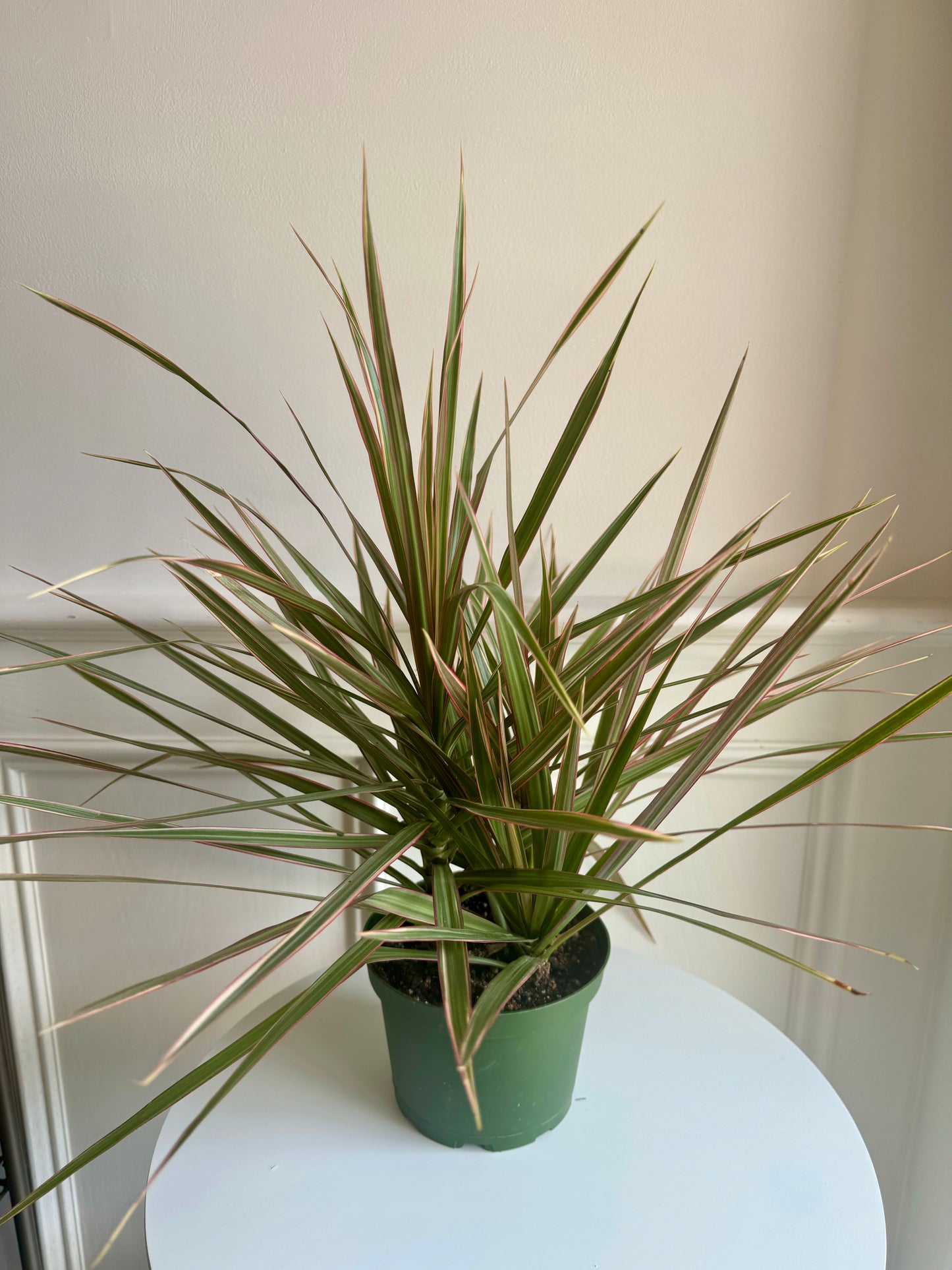 Dracaena Marginata Bicolour