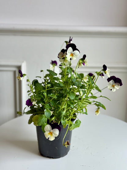 Pansy