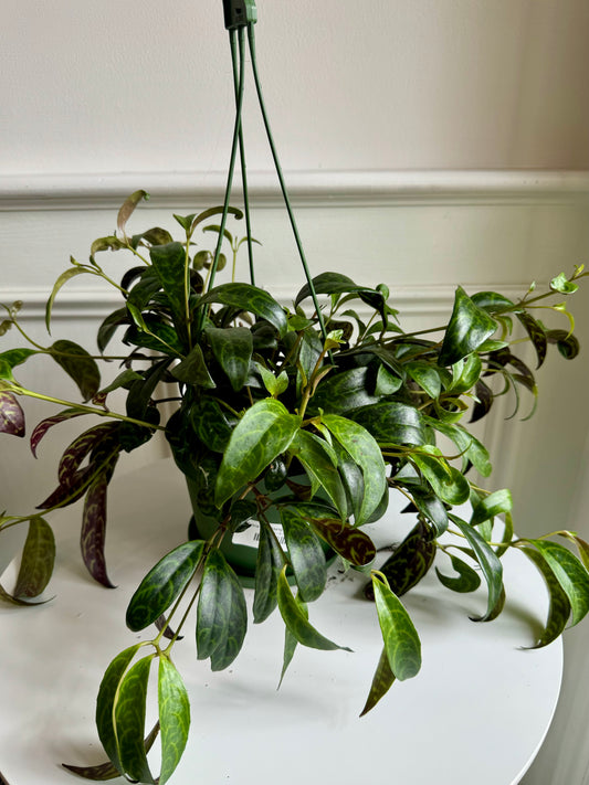 Zebra Vine Hanging Basket