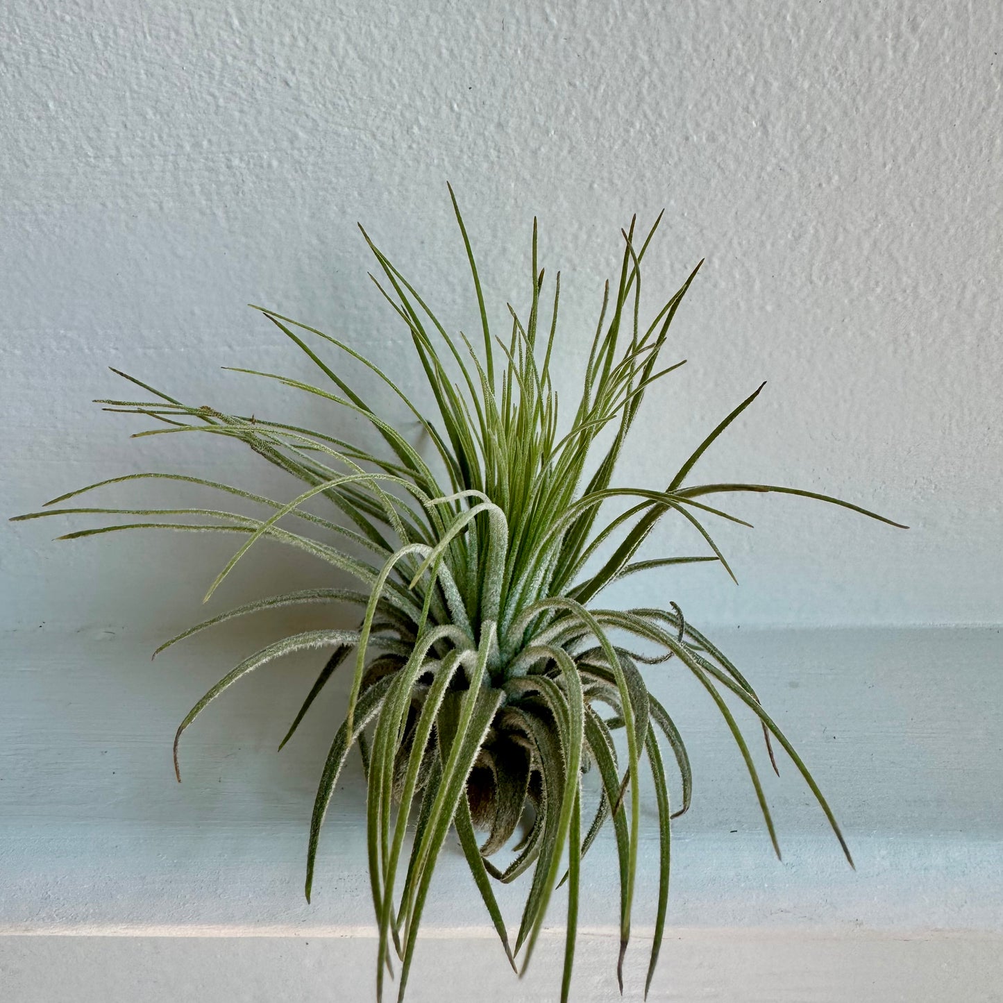 Air Plant