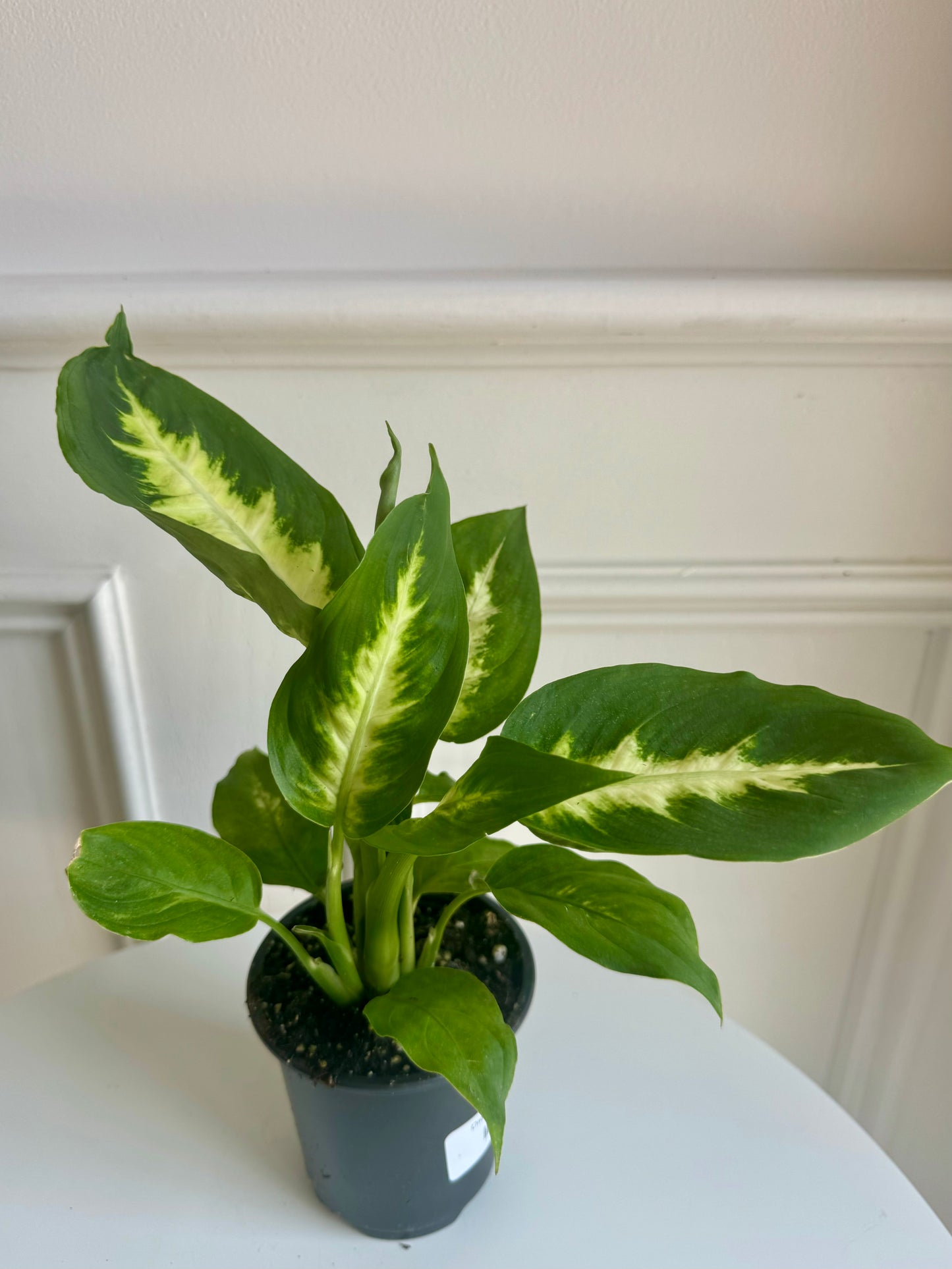 Dieffenbachia Panther