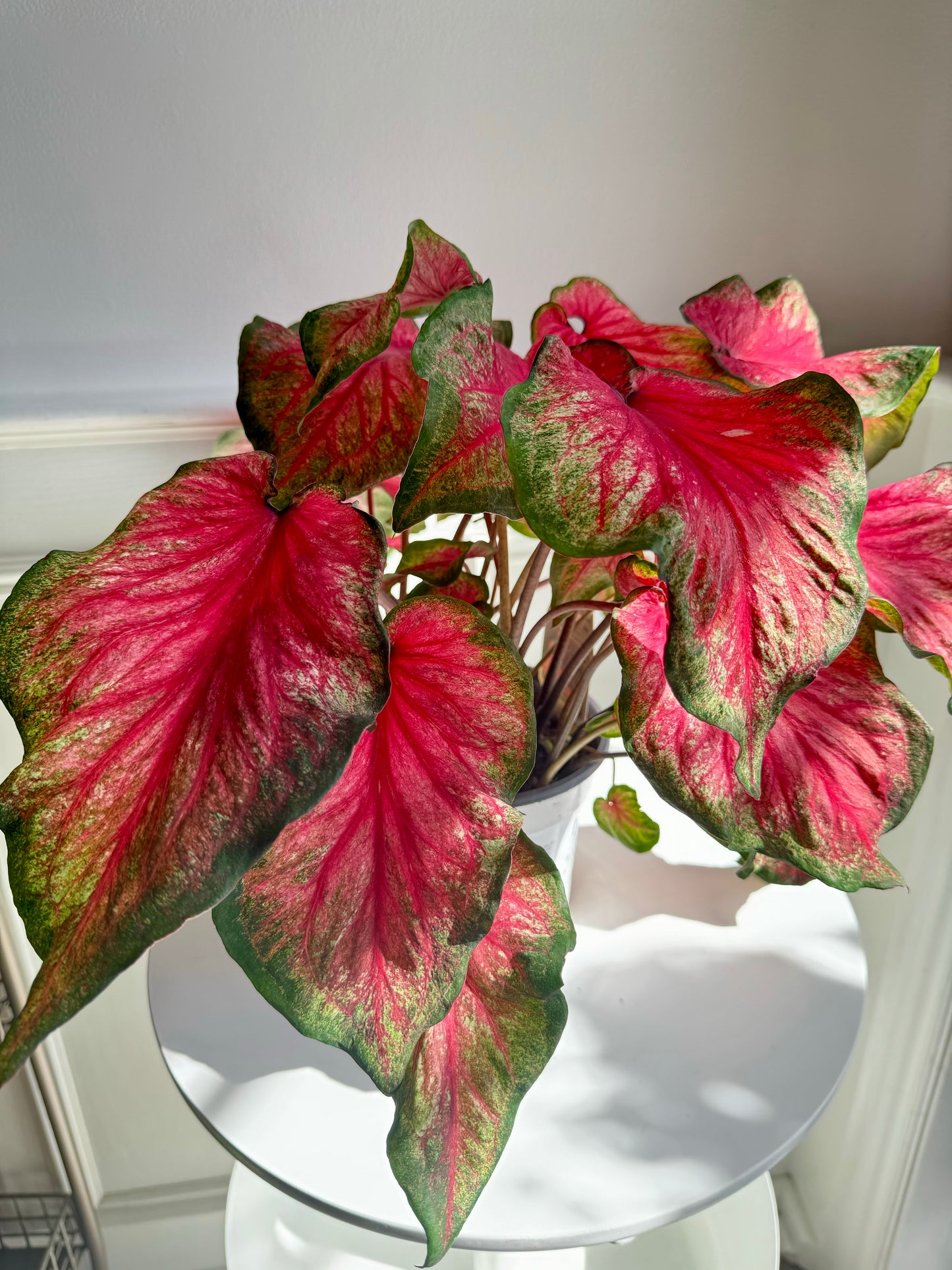 Caladium