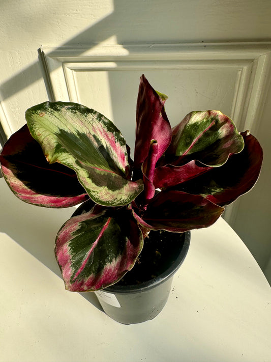 Calathea Roseopicta