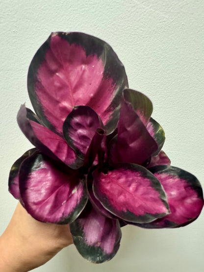 Calathea Roseopicta